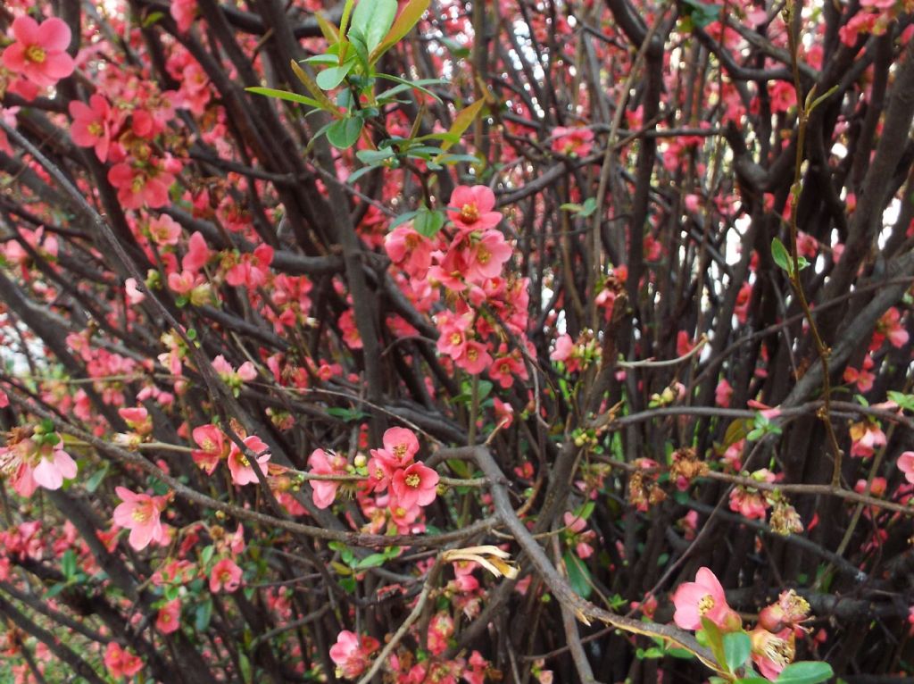 cv di Chaenomeles speciosa (Rosaceae)